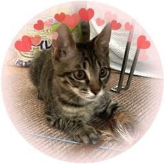 生後2ヶ月半位　運良く捕獲器で保護された女の子のララちゃん【8/...