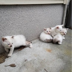 シャム系雑種子猫です