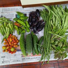 商談中　最終夏野菜