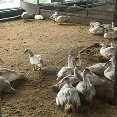 鴨の飼育場の掃除の画像