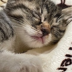 里親様決定🐱ありがとうございました