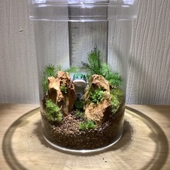 苔テラリウムが好きな男性