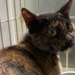 さび猫の1歳未満の女の子