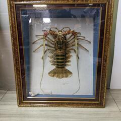 剥製 特大 伊勢海老 額縁 エビ  ガラスケース入り 縁起物  壁飾り