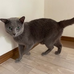 ロシアンブルー　甘えん坊のカイ君