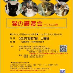 8/27（土）猫の譲渡会　by にゃんころ隊