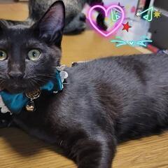 黒猫生後3ヶ月里親募集！！