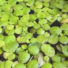 浮き草 アマゾンフロッグピット 5株