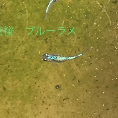 メダカ　夜桜ブルーラメ　若魚　15匹