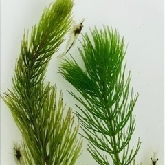 ミナミヌマエビ15匹☘️オマケ付き♪