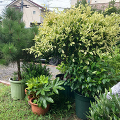 植木
