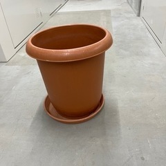 鉢植え　直径30cm