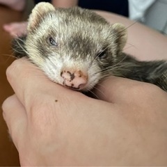 フェレット♀