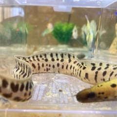 ヘリゴイシウツボ