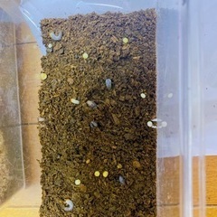 【1匹100円で売ります】カブトムシの幼虫