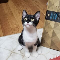 白黒の猫が行方不明です