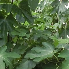 イチジクの挿し穂 (剪定枝) 　挿し木される方にお譲り致します。