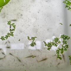 ミナミヌマエビ　20匹の画像