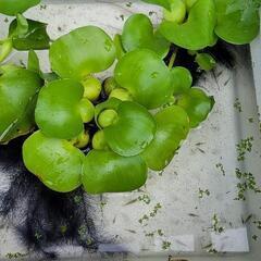 ミナミヌマエビ　20匹の画像