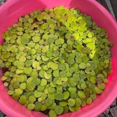 浮草　アマゾンフロッグピット