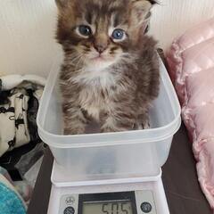 【終了】メインクーンの子猫・男の子