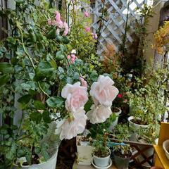 薔薇の挿し木苗