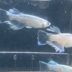 MDRロングフィン② メダカ雄2雌3