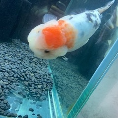 金魚の引取、買取します！！