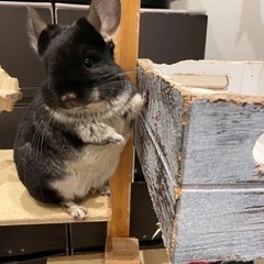 チンチラ繋がり