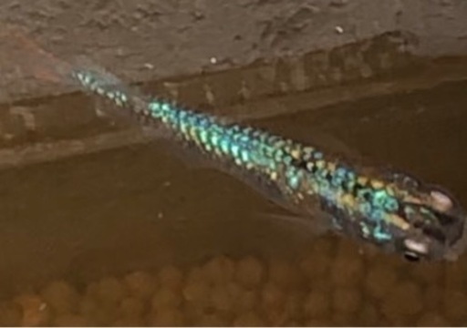 令和黒ラメ幹之サファイア　稚魚10匹