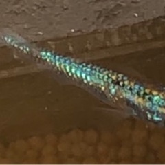 令和黒ラメ幹之サファイア　稚魚10匹