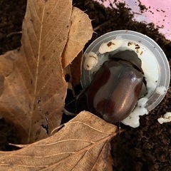 外国産　カブトムシ（受付終了）