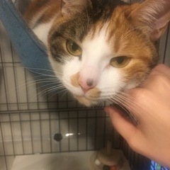 三毛猫　4歳です