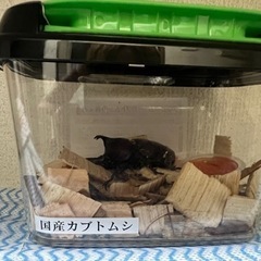 カブトムシ