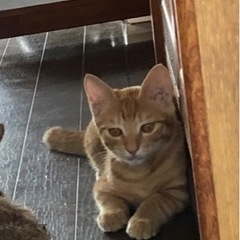茶トラ♂（3〜4ヶ月くらい）→譲渡決定の画像