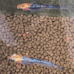 アグリアス　稚魚10匹　メダカファーム泉様より購入