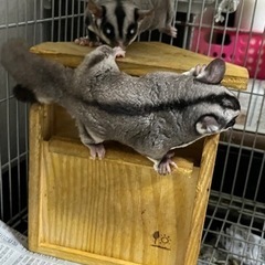 モモンガつがい