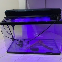 【決まりました】60センチ水槽LEDライト上部フィルター　ガラス蓋アク抜き済流木の画像