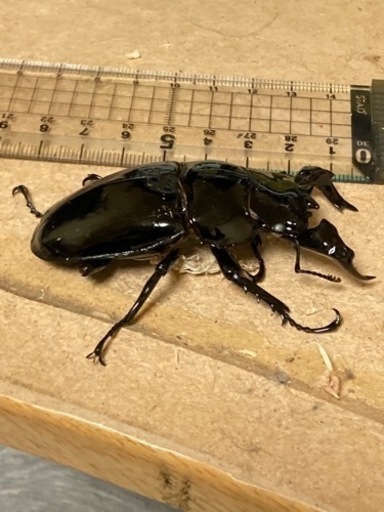 タランドゥスオス82mmメス50mmペア