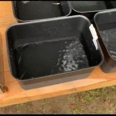 メダカ販売