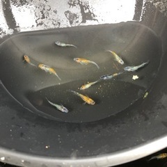 めだか ユリシス若魚 10匹 無選別