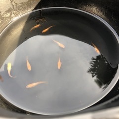 めだか 《プラチナ牡丹 》