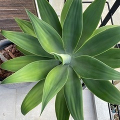 アガベ アテナータ 大サイズ 子株付き