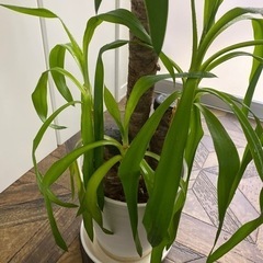 (商談成立)観葉植物ユッカ(完全室内)の画像