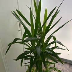 (商談成立)観葉植物ユッカ(完全室内)の画像