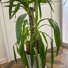 (商談成立)観葉植物ユッカ(完全室内)の画像