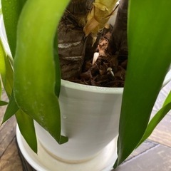 (商談成立)観葉植物ユッカ(完全室内)の画像