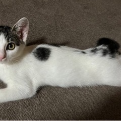 飼い主さんを探しています🐾