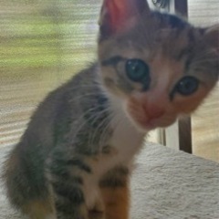 6月生まれのミケちゃん