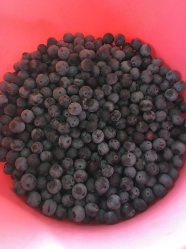 無農薬　ブルーベリー　1Kg＋
